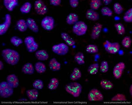 cellule staminali embrionali