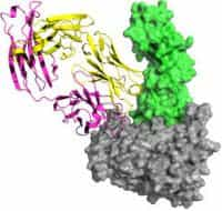 struttura hiv